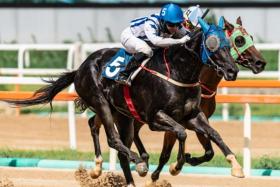 Wong Chin Chuen bringing up his 35th and last South Korean winner, Drone Killer, at Seoul Racecourse on July 28. 
