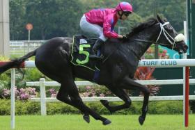 The Ricardo Le Grange-trained Hole In One will find the Class 4 1,600m race on Aug 11 a lot easier. He ran out of his skin in the Group 1 Singapore Derby (1,800m) on July 21 despite a torrid trip where he had to course out wide. 
