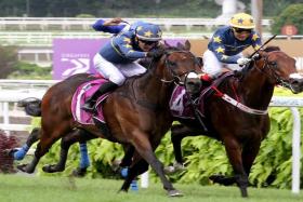 An epic battle between stable companions and arguably, Singapore&#039;s two best horses, in the Group 1 Raffles Cup (1,600m) on Aug 11 goes the way of Lim&#039;s Saltoro (Wong Chin Chuen, yellow cap) by a nose over Lim&#039;s Kosciuszko (Marc Lerner).