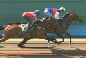 The Tim Fitzsimmons-trained Dancing Light, with French jockey Ryan Curatolo in the saddle, striding nicely to the line to beat the Krisna Thangamani-ridden Nimbus Star by half-a-length in their barrier trial at Kranji on Aug 22.
