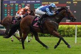 Ravalli (Ryan Curatolo) striding away to an easy third win in a row at Kranji on Aug 25. He is following trainer Tim Fitzsimmons to Bendigo in November.
