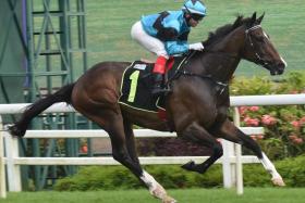 The imposing Lord&#039;s Command was a sight to behold during his heyday, such as at his six-length debut win under Manoel Nunes in an Open Maiden (1,200m) on Aug 27, 2023.

