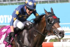 Lim’s Bighorn responding to jockey Marc Lerner’s urgings to claim the Group 2 Singapore Three-Year-Old Classic (1,400m) on April 27.


