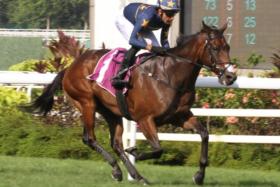 Singapore champion Lim&#039;s Kosciuszko (Marc Lerner) posting an easy win in the Group 1 Lion City Cup (1,200m) at Kranji on July 28.
