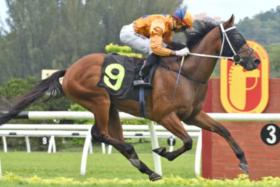 Antipodean (Jose de Souza) scoring on debut at Kuala Lumpur on Feb 12. He went on to rack up another six wins in a row before tasting defeat for the first time at his last start on 

Aug 24.
