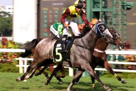 Jockey Bernardo Pinheiro can afford to smile and stand high in the irons after he brings up his fifth win astride Energy Baby in the last race, a Class 3 (1,400m), on Sept 14.