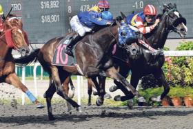 Apprentice jockey Sazali Ramli pulling out all the stops to drive Screen Shot to a nose win from Red Dragon (Wong Chin Chuen), on the rails, with Tennet Tentennet (Manoel Nunes, yellow cap) another head away in third in the Class 4 race (1,700m) on Sept 14. Sazali was posting his third career win.
