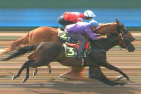 Navy Seals (Bernardo Pinheiro) charging home on the outside to pip Forest Gold (Carlos Henrique) by a nose at the barrier trials on Sept 19.
