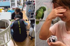 Ms Huang Wei holds her African grey parrot's ashes after it died following a grooming session at her Toa Payoh home.