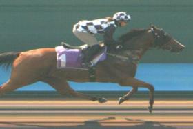 The Wild Prince (Jerlyn Seow) wrapping up a lap on his lonesome at Kranji&#039;s only barrier trial on Sept 24. The pass mark will enable him to continue his racing career in Malaysia.


