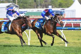 The Chris Waller-trained Private Life (Damian Lane) digging deep on the rails to hold off a late challenge from long shot Feroce (Billy Egan) to land the A$3 million Group 1 Caulfield Guineas (1,600m) on Oct 12.