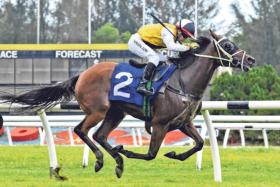 Duporth seven-year-old Suspicious Mind is a horse trainer Shanmugam Subramaniam has a lot of time for.
