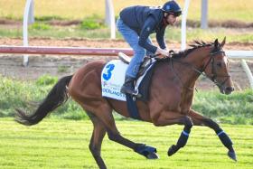 English raider Docklands with track rider Jerome Frandon going around the Werribee quarantine track for an easy canter ahead of his big assignment in the Group 1 Cox Plate (2.040) at Moonee Valley on Oct 26.