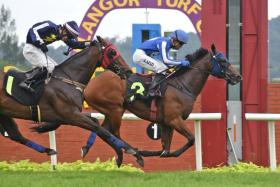 Barbarian (Azizi Azhari) sweeping home in a Class 4 1,200m event in Kuala Lumpur on June 23. The eight-year-old caught the eye with a 37.4sec hit-out over 600m on Oct 29.