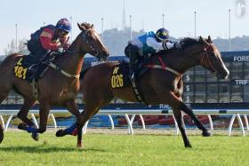 Revue (Low Kang Cheng) fighting back on the inside to beat Mega Ocean (Mohd Lukman) by a neck in trial No. 1 at Kuala Lumpur on Oct 29. Berry Bliss ran third, but is out of the frame.
