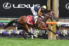 The Andrew Gluyas-trained Goldrush Guru (Jamie Kah) winning the Group 1 Victoria Derby (2,500m) at Flemington on Nov 2.