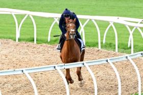 Melbourne Cup&#039;s joint-favourite Vauban going for a casual spin under Irish track rider David Casey during early morning trackwork at the Werribee International Horse Centre in Werribee, a suburb of Melbourne, on Nov 4. The Willie Mullins-trained stayer was a hot tip to win in 2023 but failed to deliver, finishing 14th.
