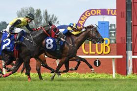 Golden Sardine (No. 8), winning a Class 3 event over 1,300m on June 4, looked good during trackwork at Kuala Lumpur on Nov 5.