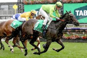 The Dan O'Sullivan-trained Too Darn Discreet heads into the Group 1 Crown Oaks (2,500m) at Flemington on Nov 7 as one of the leading three-year-old fillies in the annual classic.
