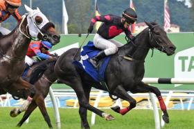 Rocky Pegasus storming home to catch favourite Trees Of Valinor (Ruzaini Supien) in the Open Class race (1,250m) at Sungai Besi on Nov 10. Unseen in this photo, jockey Lim Aun Kean actually has his left foot out of the stirrup, adding great merit to the win and his perfect balance despite the precarious situation he is in.