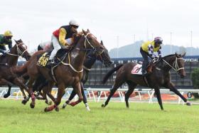 The Abdullah Aboo Bakker-trained Kassab (K456, Uzair Sharudin) beating Leopard Eclipse (track rider in checked sleeves) in barrier trial No. 2 at Sungai Besi on Nov 19.
