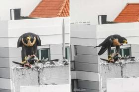 Netizens commented how the falcon is the solution to the &#039;pigeon problem&#039; in Singapore.
