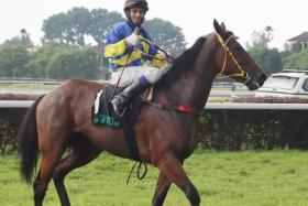 The Kevin Coetzee-trained Peaky Blinder (Harmeet Singh Gill) returning to scale after posting his third win in a Class 4B (1,200m) in Ipoh on Sept 29. He faces his first Kuala Lumpur test on Nov 24.