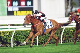 Young Champion (James McDonald) scoring his first win at Sha Tin on Feb 25. He can win the Class 2 (1,600m) at the same track on Nov 24 with Karis Teetan aboard.