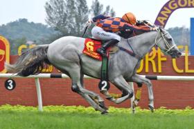 Cheval Blanc (Tham Kim Chong) just staving off a late challenge from the obscured Kong Fu Panda (Shafiq Rizuan) to claim the Group 1 Tunku Gold Cup (1,200m) at Sungai Besi on April 14.


