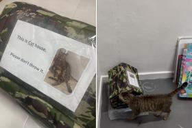 A cat house for a Jurong West community cat vanished overnight, leaving its caregiver disheartened.