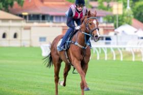 The Ciaron Maher-trained Light Infantry Man limbering up under a track rider at Ascot in Perth. The French-bred raced below par in the Group 1 Railway Stakes but aims to atone in the Group 1 Northerly Stakes on Dec 7.
