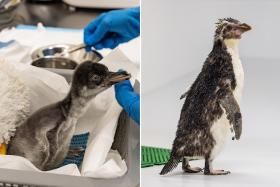 One of the two newly hatched gentoo chicks (left) and Pascale (right), a rescued northern rockhopper penguin.