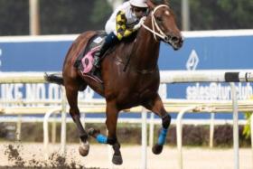 Boy Xander (Manoel Nunes), then prepared by Jason Lim, recording his second career win at Kranji on April 9, 2022. He looks primed for a third win judging by his workout in Kuala Lumpur on Dec 10.
