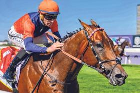 The Vaughan Marshall-trained One Stripe (Gavin Lerena) recording a smart win in the Group 1 Hollywoodbets Cape Guineas (1,600m) at Kenilworth on Dec 14.
