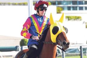 Alexis Pouchin tasting his first win in Hong Kong on Harry&#039;s Hero at Sha Tin on Dec 15.
