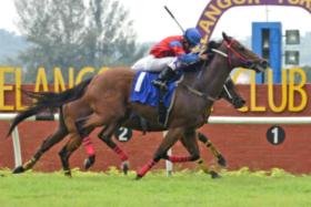 Former Singapore winner The Star (Fikri Ismail) in his first Malaysian win on Oct 12. He will be going for his third Malaysian victory on Dec 28. PHOTO: SLTC