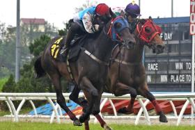 Platinum Harvest (Liang Xiaochuan) on the inside, just failing to catch stablemate Hennu Stall (Jackson Low Kang Cheng) in the fourth heat of the barrier trials at Sungai Besi on Jan 7.
