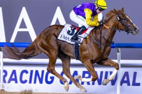 The Bhupat Seemar-trained Flama Sunshine (Tadhg O&#039;Shea) landing the Shahama Stakes (1,400m) on the Meydan dirt on Dec 20. She will be back to contest the Cocoa Beach Stakes (1,600m) on Jan 17.
