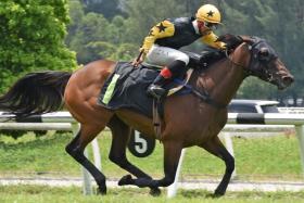 The last time Uptown Girl won was in a Class 5A (1,275m) at Sungai Besi on May 5, 2024. Nick Selvan&#039;s mare had Khairil Zulkiflee up.
