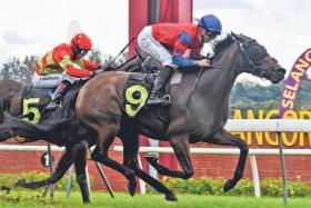 Visiting Australian jockey Blaike McDougall making no mistake at his very first Malaysian ride on Jan 26 when he brought Lightning Gal with a well-timed run to win the Open Maiden (1,100m) at Sungai Besi.