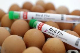 The death of the two-year-old girl from bird flu is the third confirmed case in Cambodia in 2023 so far.
