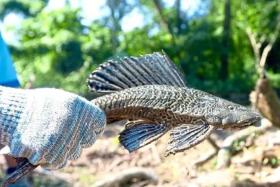 Known for its ability to thrive in murky environments, the suckermouth catfish, or ikan bandaraya in Malay, is increasingly being promoted as a culinary delicacy.