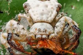 A bird-dropping crab spider (Phrynarachne decipiens) seen eating a cockroach in Singapore.