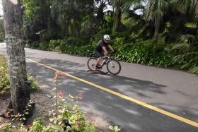 A large monitor lizard attempting to cross a road was hit by a cyclist at Gardens by the Bay on Feb 11.