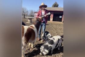 American actor Kevin Bacon (above) and his wife Kyra Sedgwick shared a video where they serenaded their farm animals with Beyonce&#039;s Texas Hold &#039;Em.