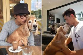 Singaporean actor Desmond Tan with his dog Hoshi, a cocker spaniel.