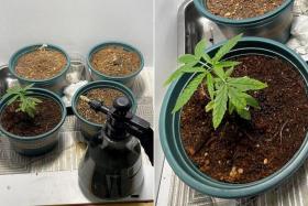 A pot of cannabis plant and three pots containing dried-up remnants of cannabis plants were found in a residential unit near Yishun Avenue 3 on May 16.