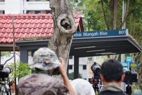 People watching and photographing the Sunda scops owlets in Telok Blangah Rise on May 8.