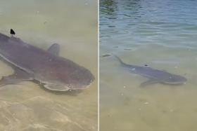 Blacktip reef sharks - such as the one seen in the video - are timid, highly misunderstood animals.