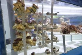 &quot;Coral HDBs&quot; of coral nubbins (left), each attached to a specially designed frame which maximises the number of corals that can be grown in the tanks.